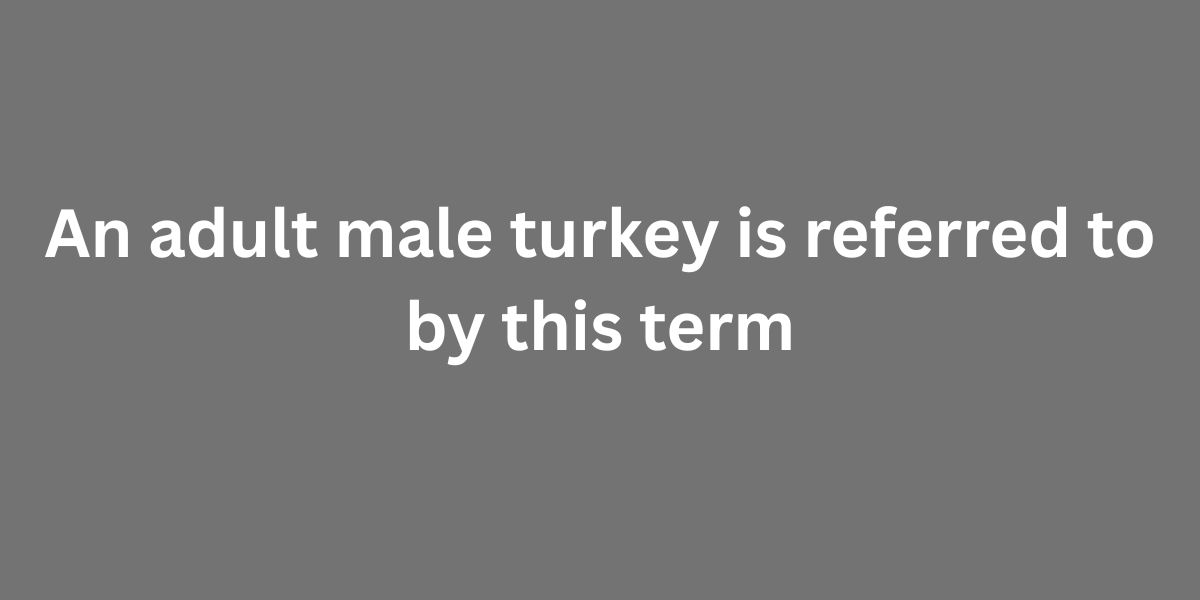 An adult male turkey is referred to by this term