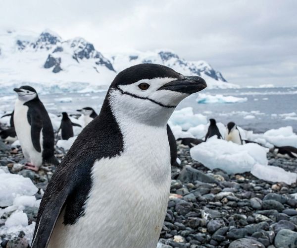 Chinstrap penguin
