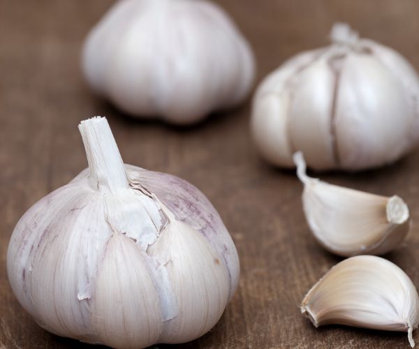Garlic