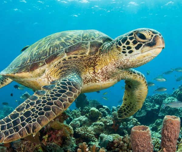 Green sea turtle