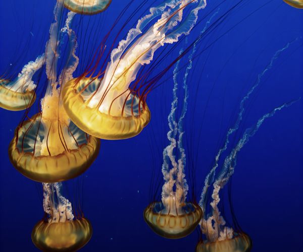 Jellyfish
