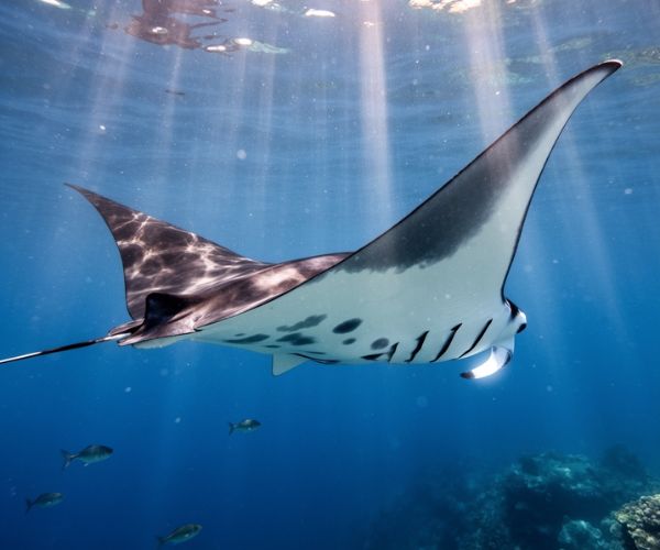 Manta ray