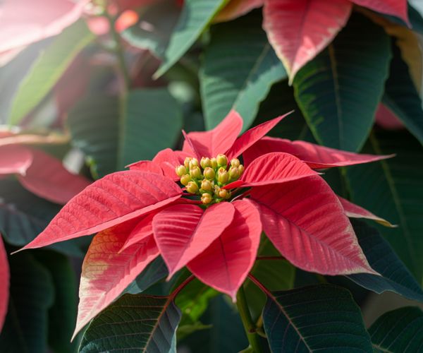Poinsettia