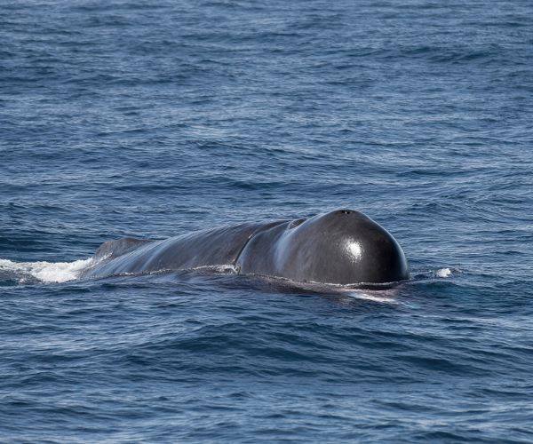 Sperm whale