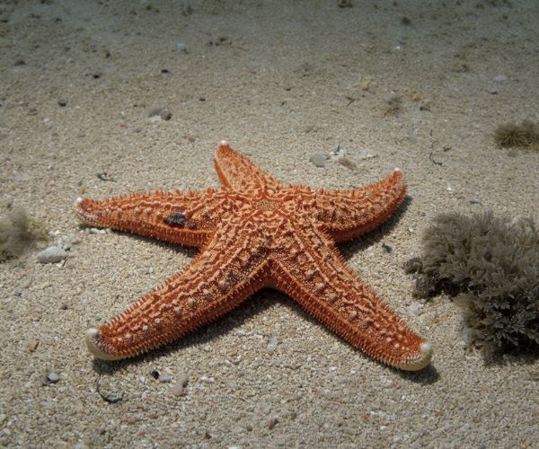 Starfish