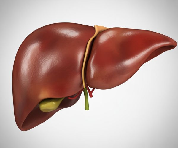 The liver