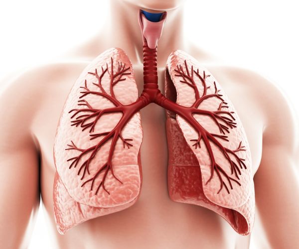 The lungs