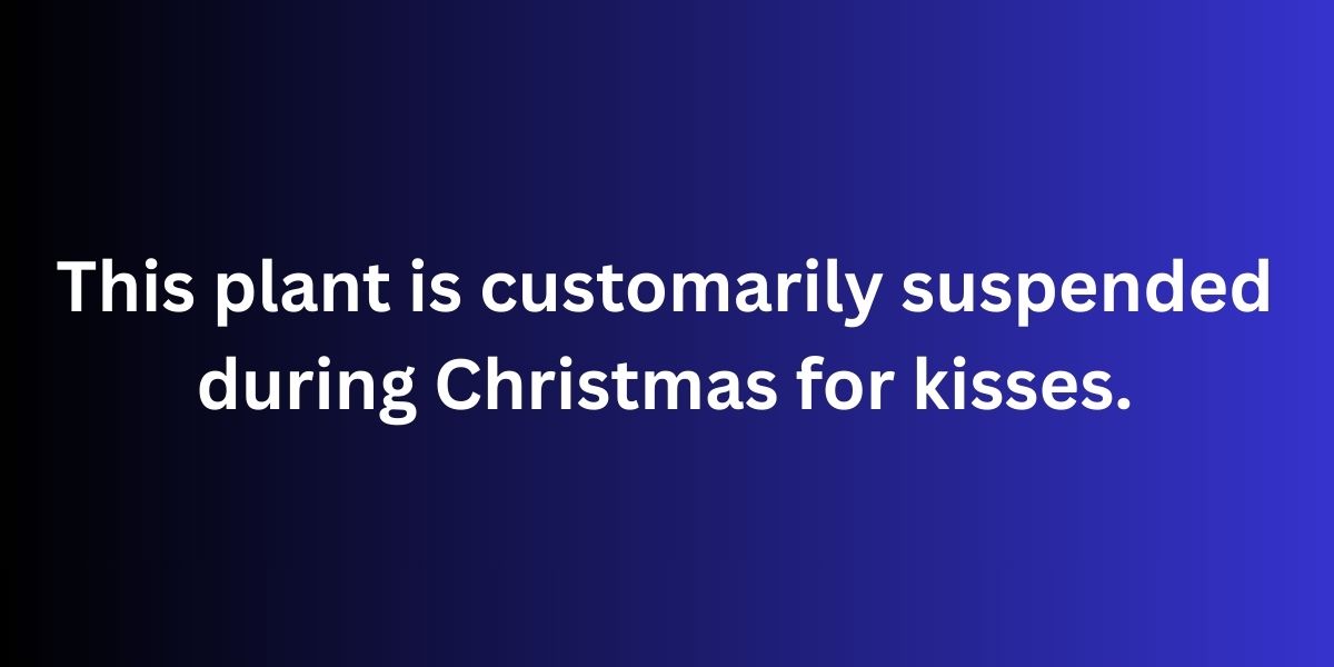 This plant is customarily suspended during Christmas for kisses.
