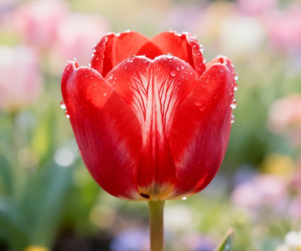 Tulip
