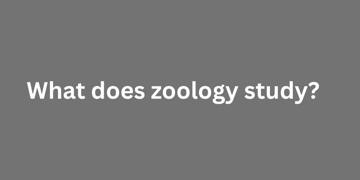What does zoology study