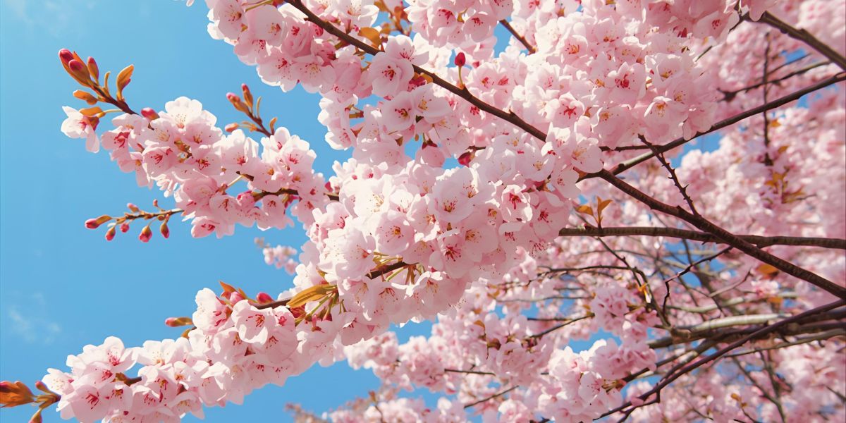 Which major city is renowned for its stunning cherry blossom, or “sakura,” displays each spring