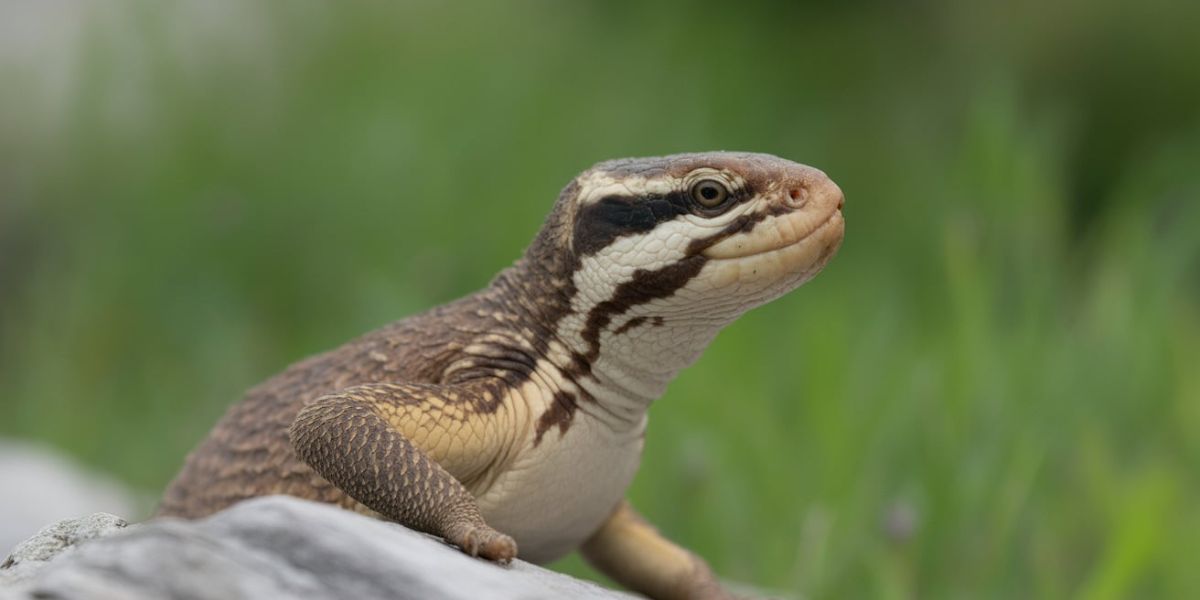 Which vertebrate lives the longest