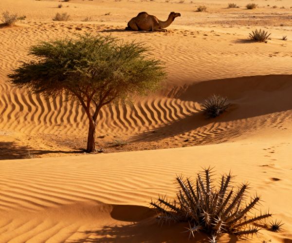Arabian Desert