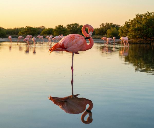Flamingo