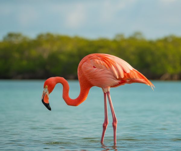 Flamingo