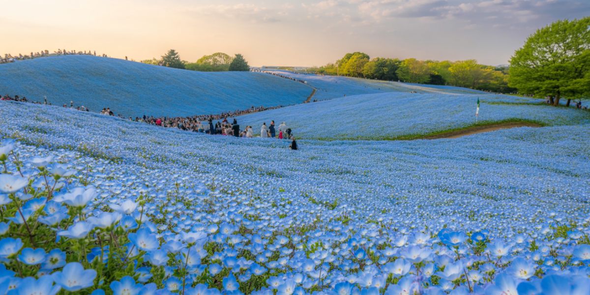In which country can you find Hitachi Seaside Park, famous for its breathtaking blue flower displays