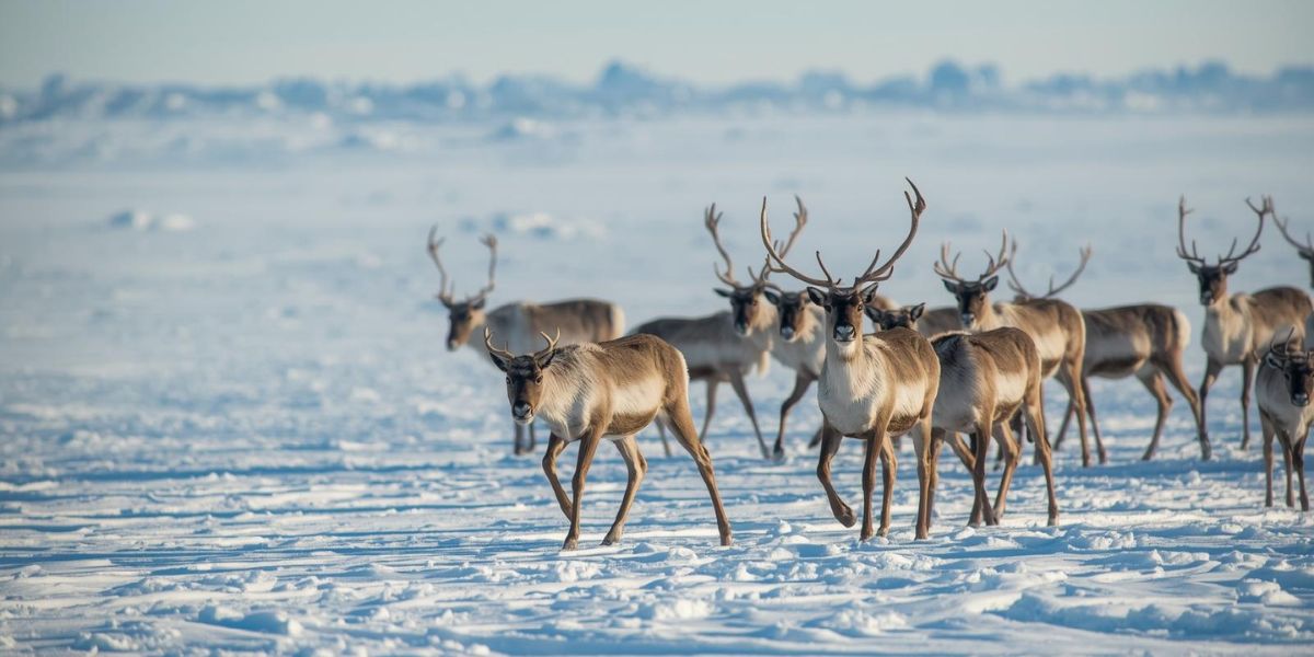 In which polar region can reindeer be found in the wild