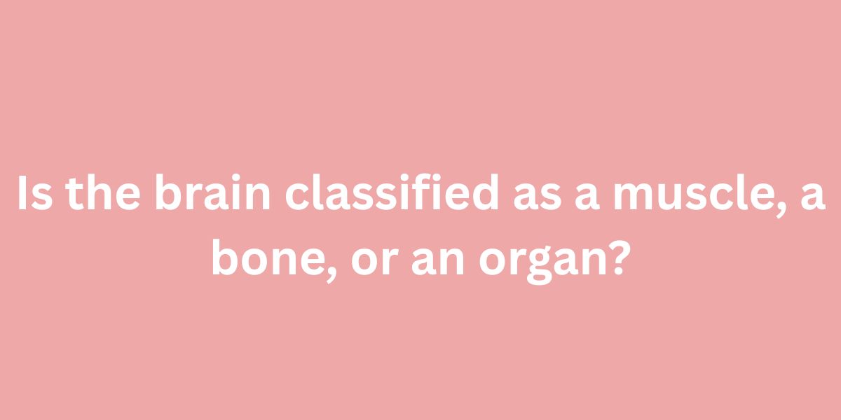 Is the brain classified as a muscle, a bone, or an organ