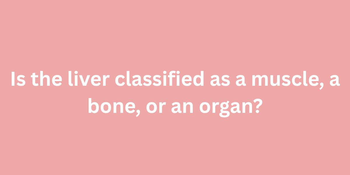 Is the liver classified as a muscle, a bone, or an organ
