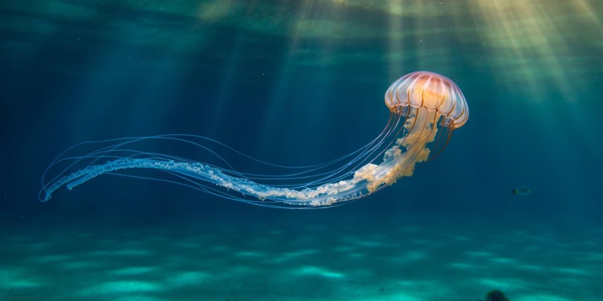 Known for their extremely powerful sting, which creature holds the title of the most venomous marine animal in the world