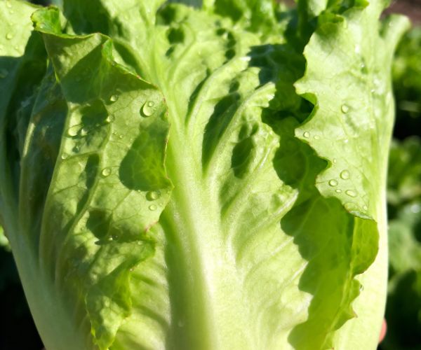 Lettuce