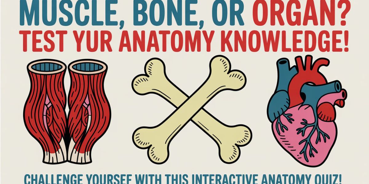 Muscle, Bone, or Organ Test Your Anatomy Knowledge!