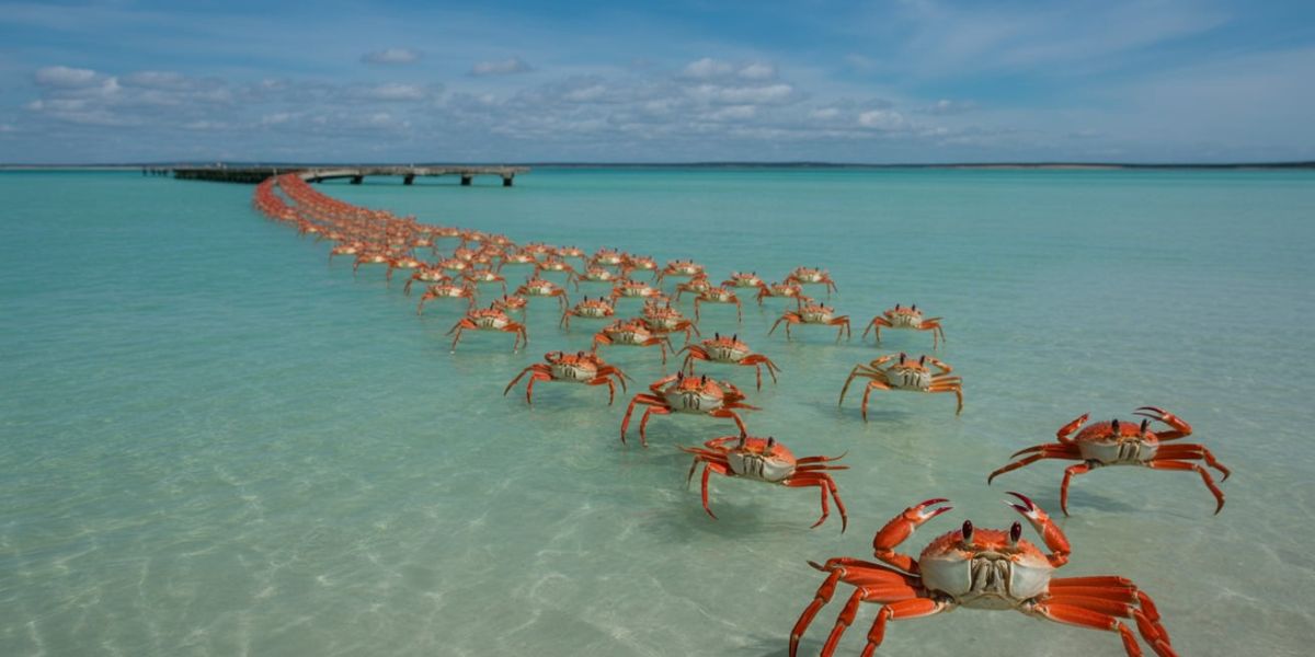 On which island does the famous annual red crab migration take place