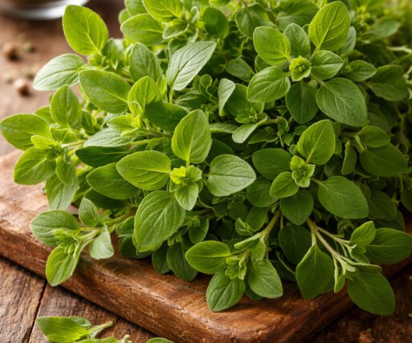 Oregano