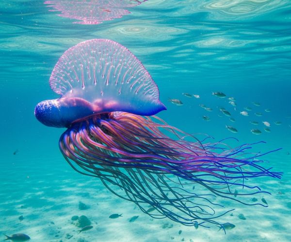 Portuguese man o' war