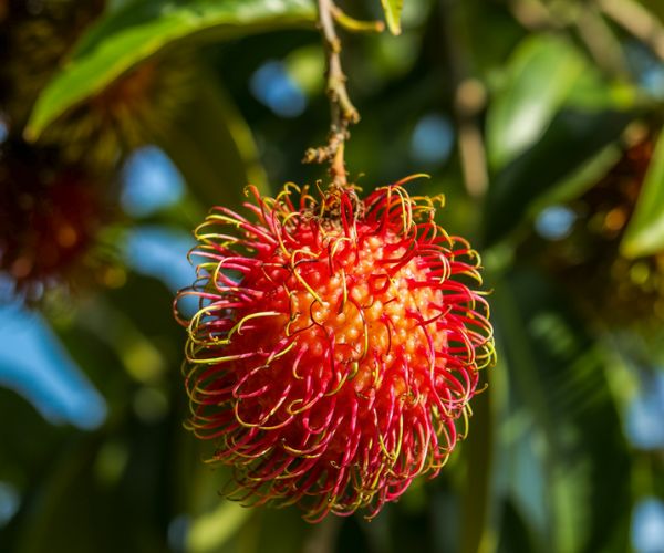 Rambutan