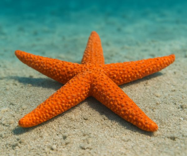 Sea star