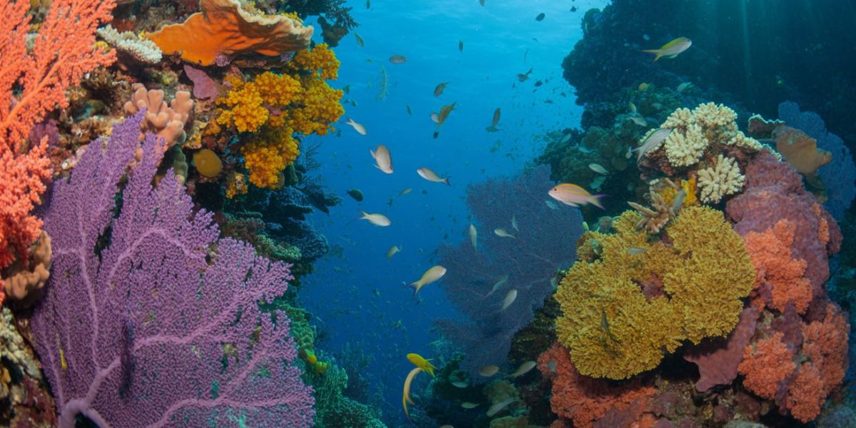 The Great Barrier Reef is located in which country