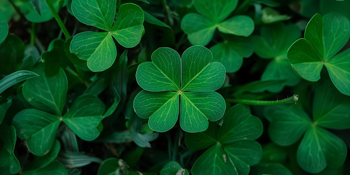 What meaning is commonly associated with the shamrock