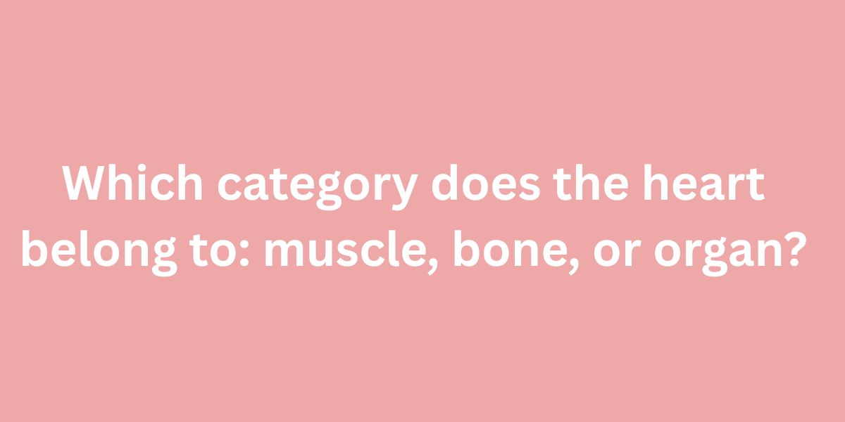 Which category does the heart belong to muscle, bone, or organ