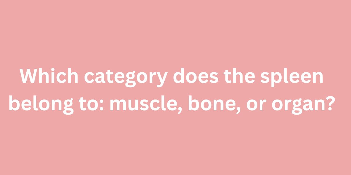 Which category does the spleen belong to muscle, bone, or organ