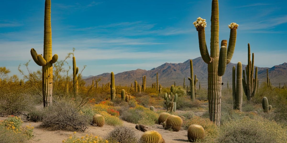 Which desert, located in the southwestern United States, is famous for its iconic saguaro cactus
