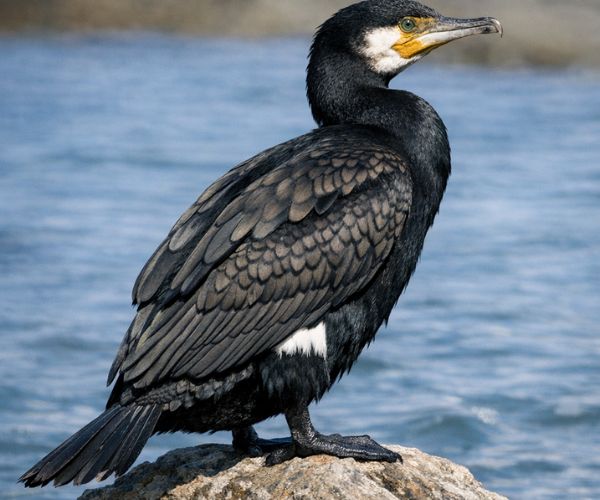 Cormorant