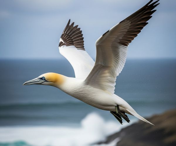 Gannet
