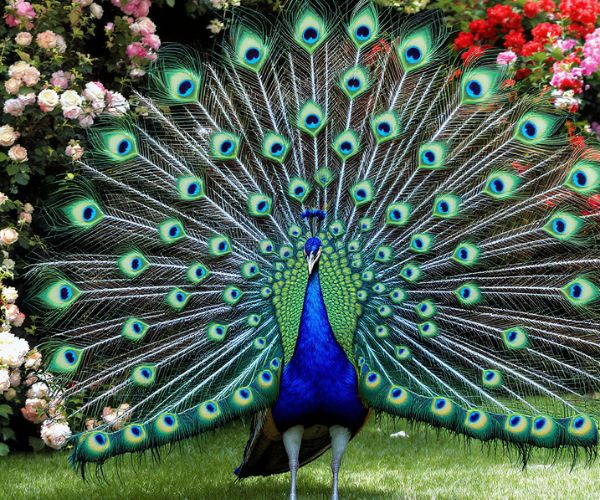 Peacock