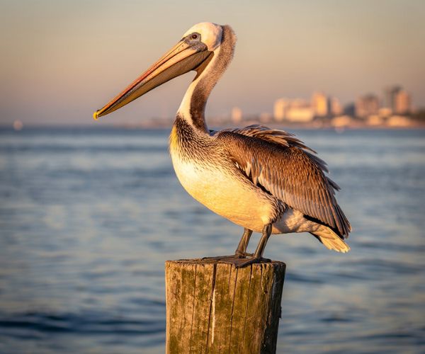 Pelican